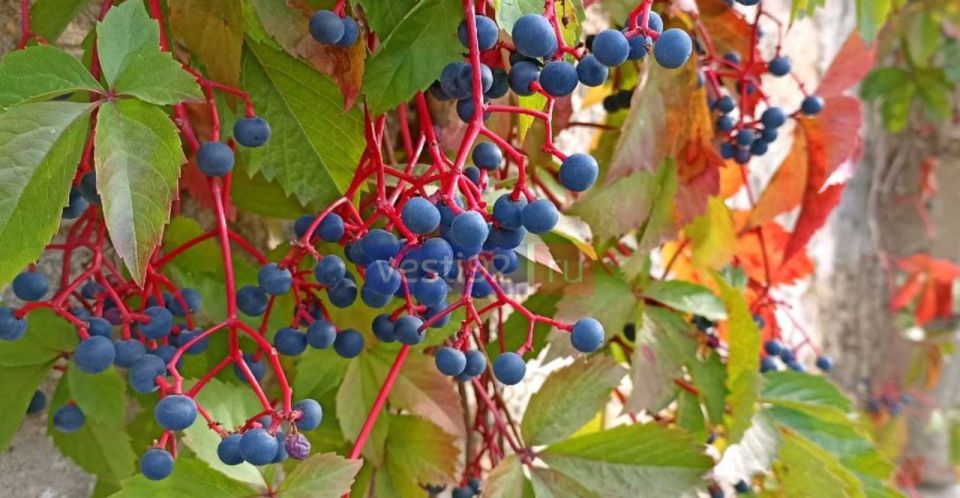 Доброе утро, Севастополь!. Дождь будет идти весь день