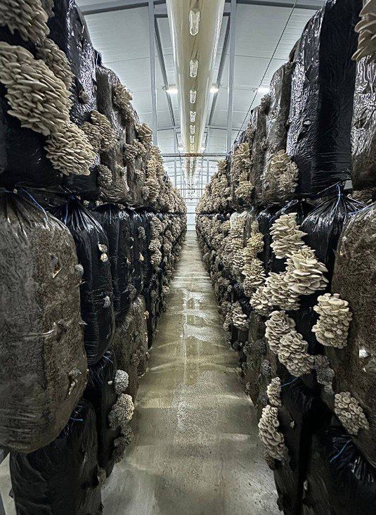 �������� ������� �������� ����� �������