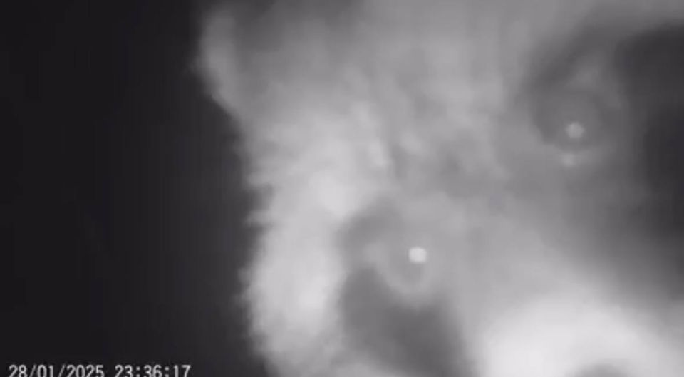 На территории заповедника «Опукский» в фотоловушку попал енот