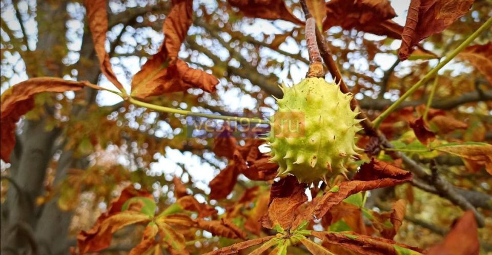 ������ ����, �����������!. ���� ���� ����� ���������