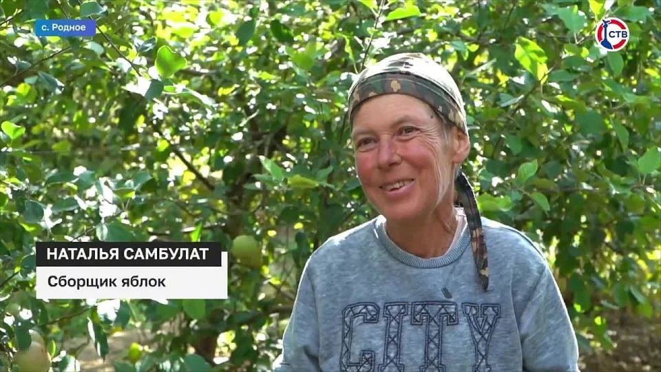 Больше 270 тонн яблок уже собрали в Севастополе
