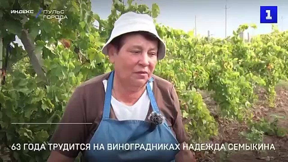63 года трудится на виноградниках в Севастополе Надежда Семыкина