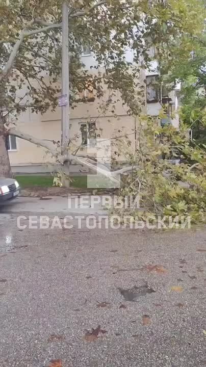Ветер в Севастополе ломает деревья