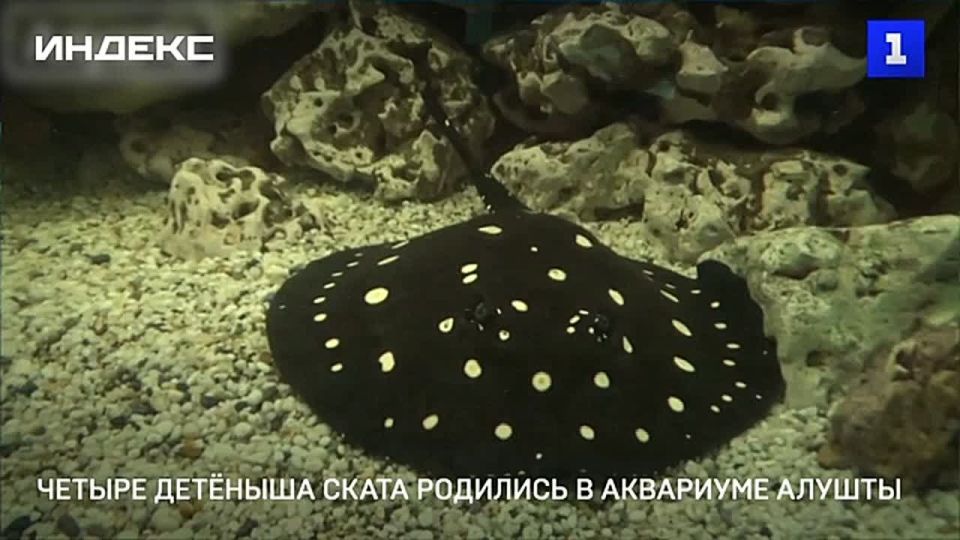 Четыре детёныша ската родились в аквариуме Алушты