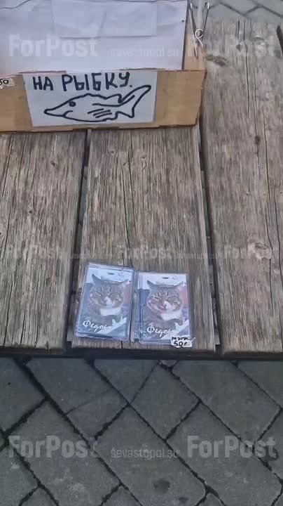 Севастопольские котики подают пример отчаянного трудоголизма