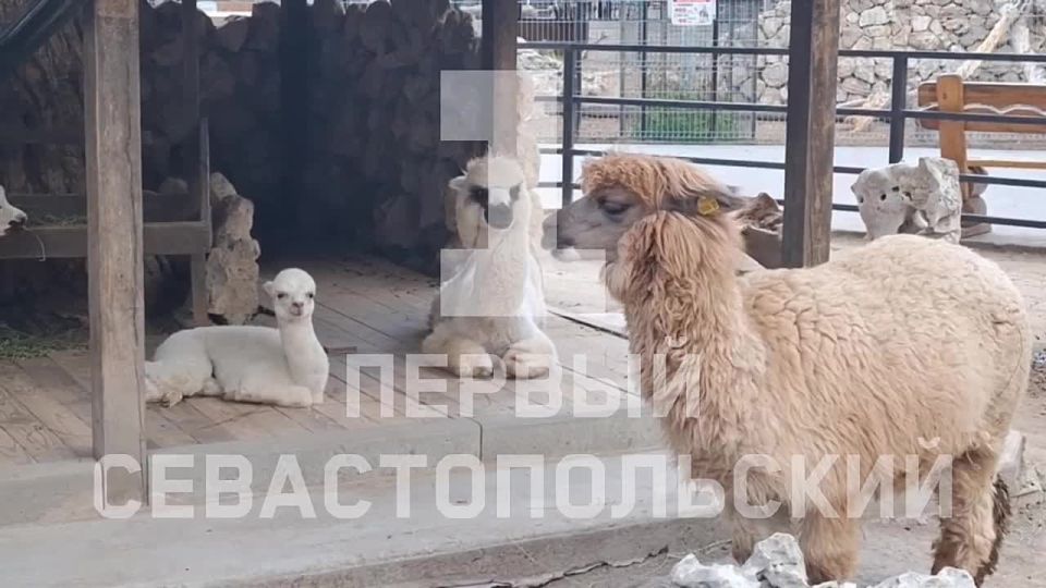 Белоснежный малыш альпака появился на свет в Бахчисарайском зоопарке