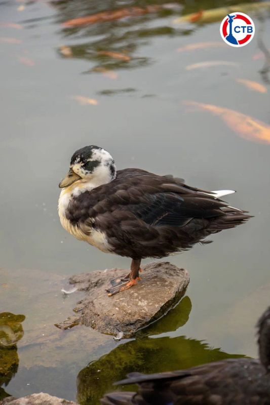 ����� ���������� ������� �����