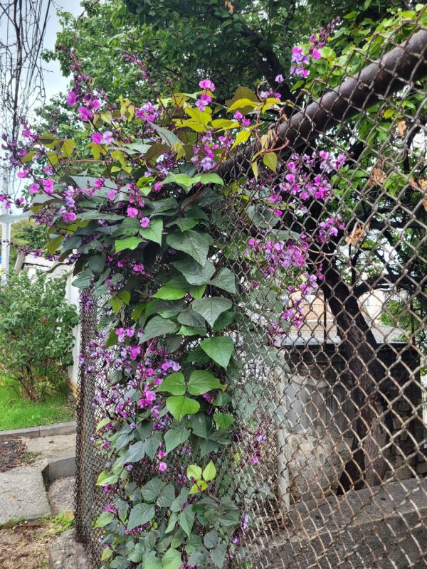 #��� �� ��������?. ��� �������������� ���������� ����� �������� ���������� �������� � ���������� ��������, ������� ���������� ������� ������ � ���������� ���������, ������� �������, ������ ����������� ������