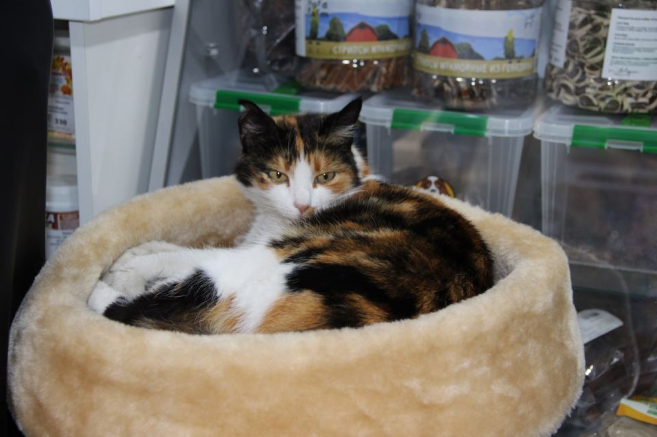 ���������� ����������� �������� ����������� � ������� �������� ������� � ������