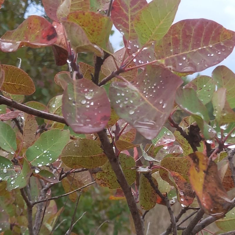 Доброго утра!. В Севастополе в понедельник днем небольшой дождь