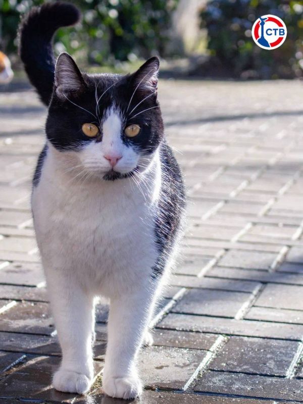 � ����������� ������������ ���������� ��������