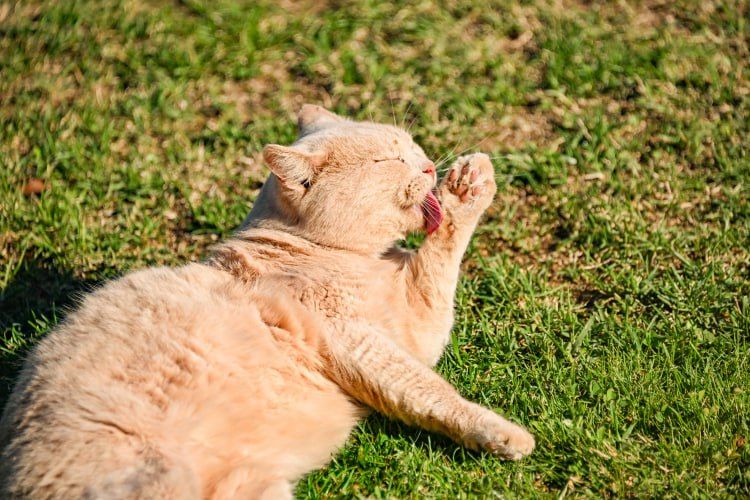 � ��������� ������� ������������ ����������� ������������� �� ��������� 118 ��������