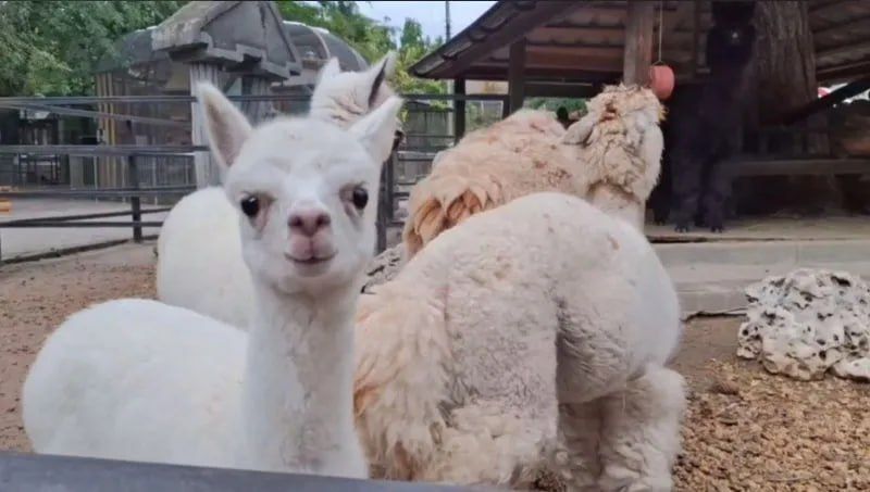 ������� ������: � �������������� ����� �������� ������� ����������� �������