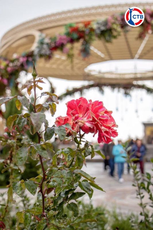 ����� ���������� ������� �����