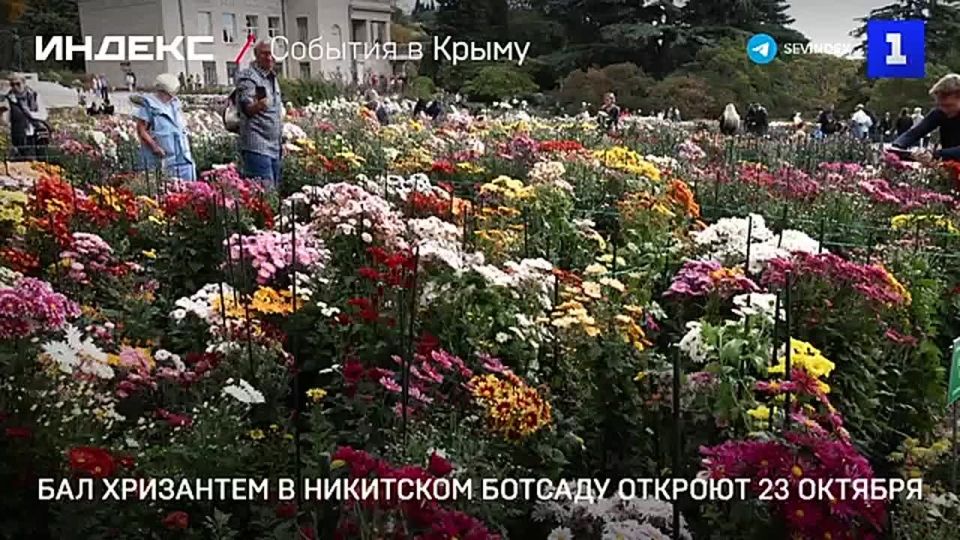 Никитский ботсад готовится к традиционному Балу хризантем – он откроется 23 октября