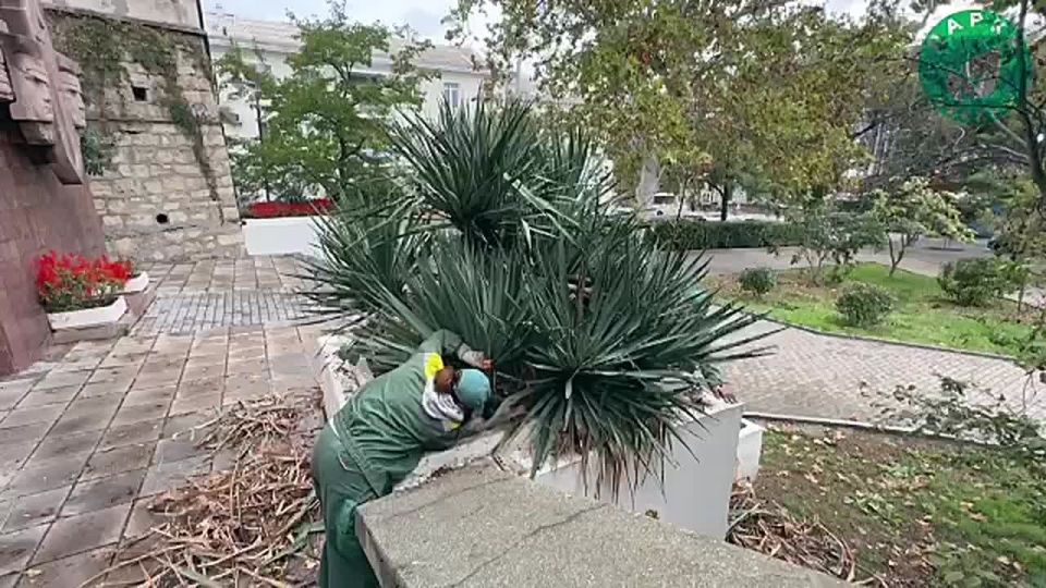 Специалисты ГБУ «Парки и скверы» провели чистку юкки у мемориала «Разведчикам Черноморского флота»