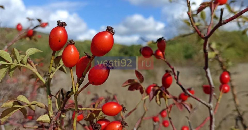 ������ ����, �����������!. ���� ���� ����� �������