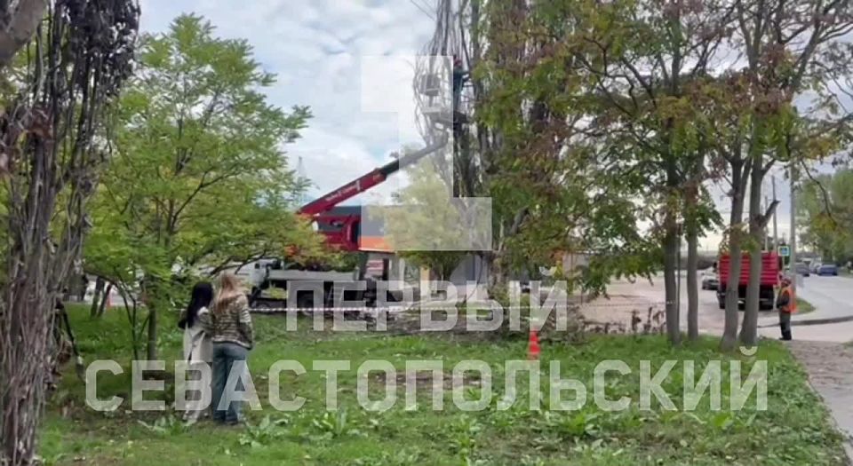 На проспекте Генерала Острякова приводят в порядок деревья