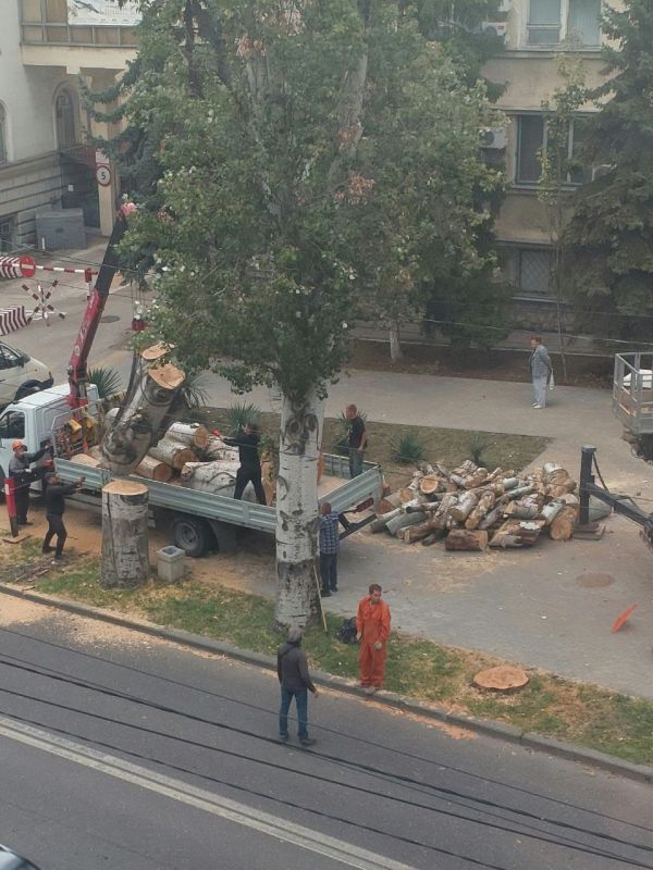 #Нам_пишут. "На улице Гоголя, напротив дома 26, нещадно кто-то пилит здоровые деревья