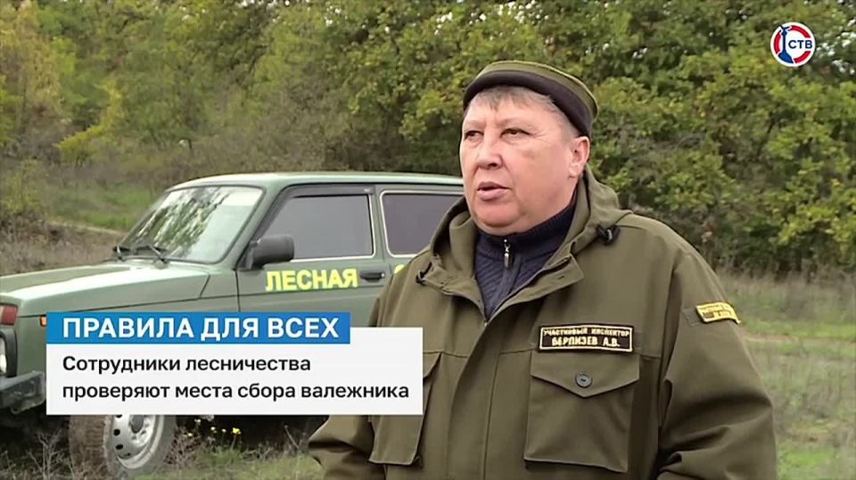 Сотрудники севастопольского лесничества контролируют законность сбора валежной древесины