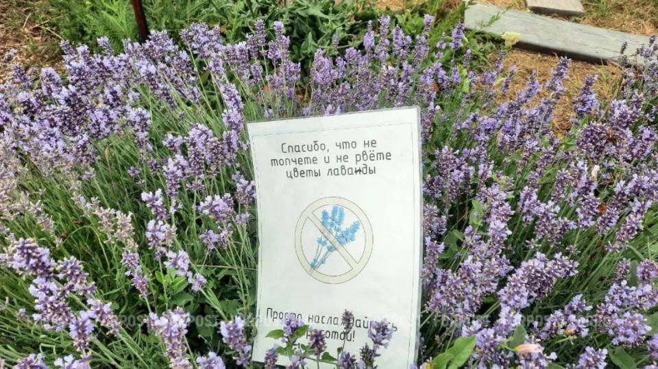 В Севастополе с зелеными зонами серьёзные проблемы: дефицит озеленённых территорий доходит до 40%