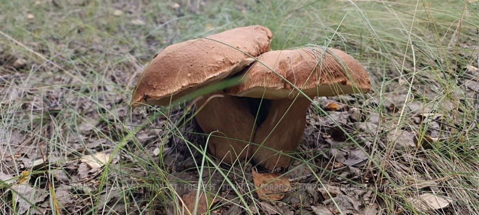 ����� �� � ������������ ����������� ����� ����� ����������� ����?