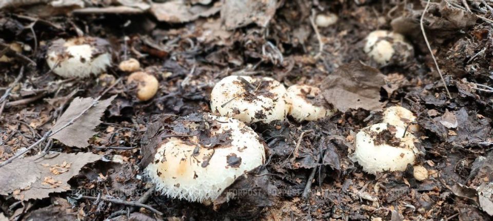 ����� �� � ������������ ����������� ����� ����� ����������� ����?