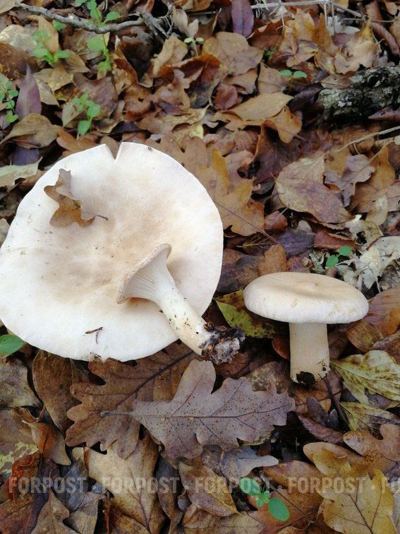 ����� �� � ������������ ����������� ����� ����� ����������� ����?