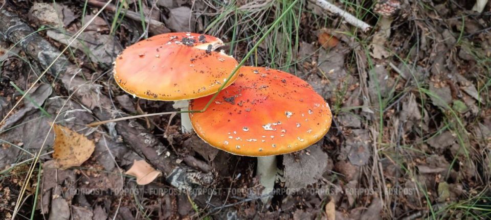 ����� �� � ������������ ����������� ����� ����� ����������� ����?