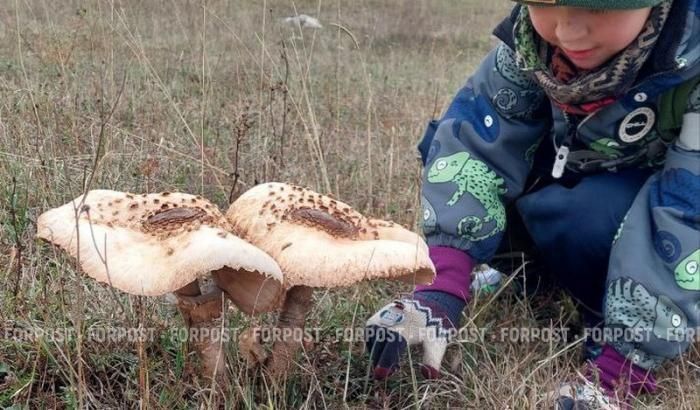 Будут ли в окрестностях Севастополя грибы после засушливого лета?