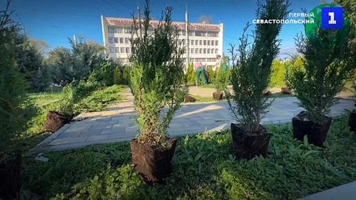 Площадь Восставших украсили молодыми туями