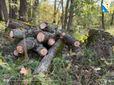 Ухаживаем за лесом. Специалисты в Мекензиевском участковом лесничестве прореживают деревья на площади 13,5 гектаров — удаляют сухостойные, поврежденные и ослабленные растения