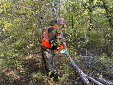 В Мекензиевском лесничестве деревья готовят к зиме