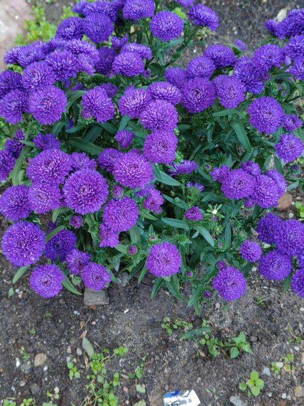 #��� �� ��������?. ���� ������ ����������� � ������� �� ������� ����������� ��������������� ����������� ����������� � ����� �����������