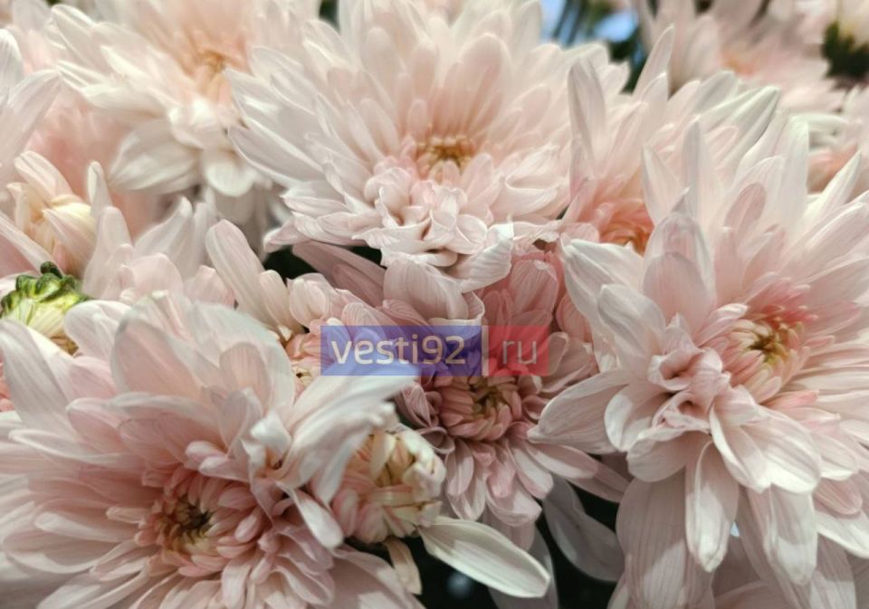 ������ ����, �����������!. �������� ����� ���� ����