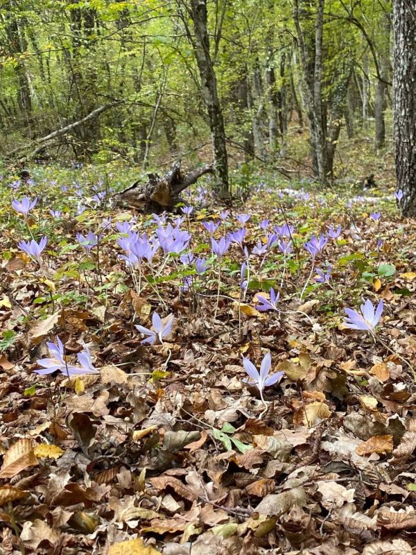 � ����� ����������� ���������� ������������� ������