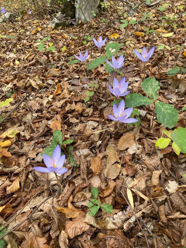 � ����� ����������� ���������� ������������� ������