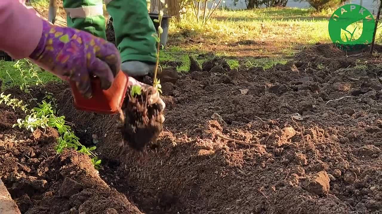 В зелёных пространствах Севастополя высаживают молодые растения