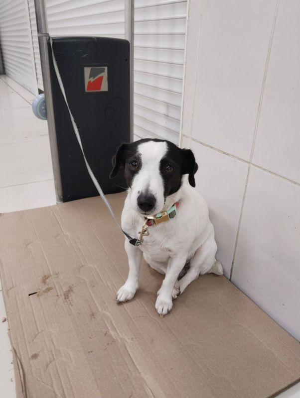 Неизвестный бросил собаку, привязав её к кофейному автомату в здании севастопольского ЦУМа