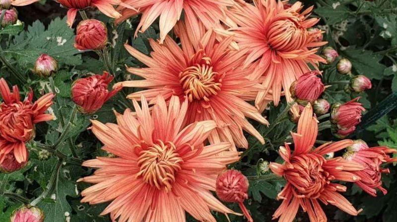 � ��������� ������������ ���� �������� ��������� ��� ���������