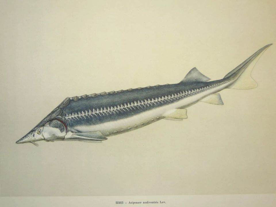 � �������� ���� ������ ���������� ����, ������� ����� 100 ��� ��������� �����������