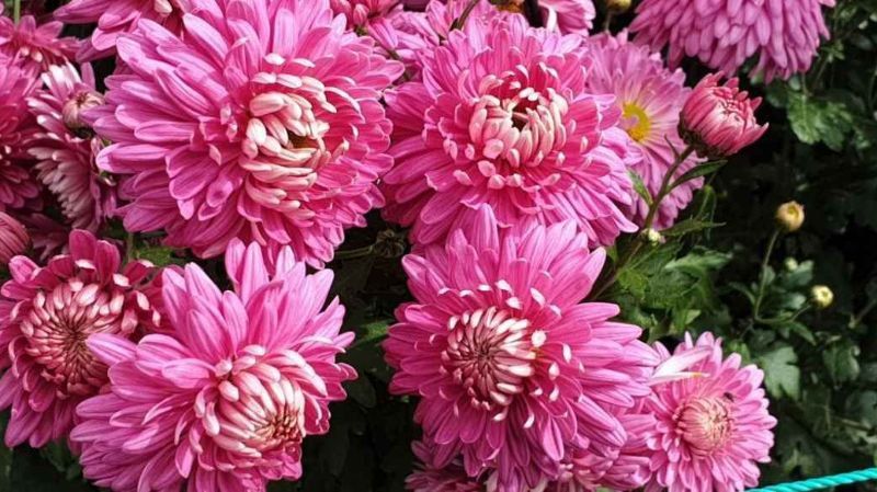 � ��������� ������������ ���� �������� ��������� ��� ���������