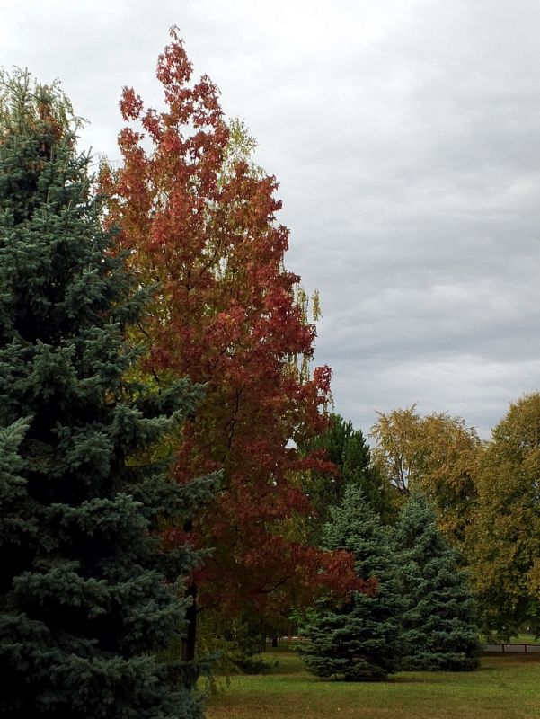 ������ ����, �����������!. 25 ������� �������, � �����������