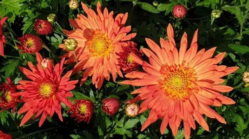 � ��������� ������������ ���� �������� ��������� ��� ���������