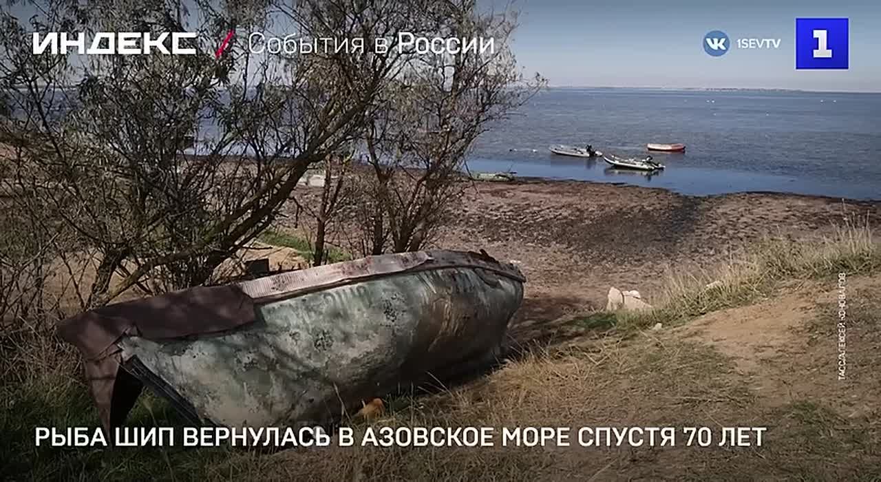 Редкая рыба шип, которую считали исчезнувшей, вернулась в Азовское море спустя 70 лет