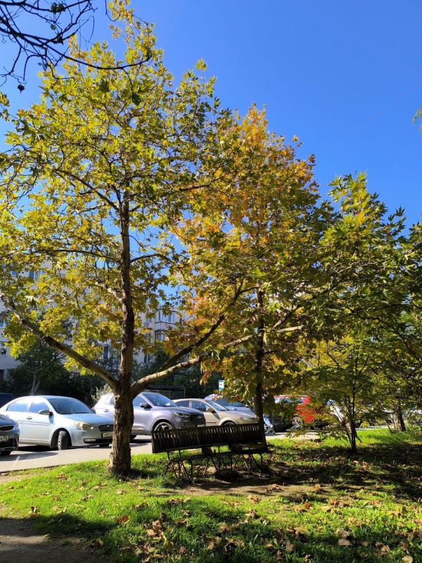 ������� ����, �����������!