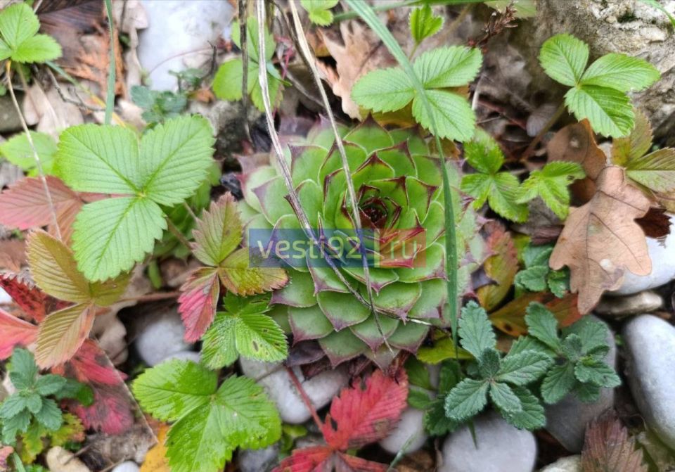 ������ ����, �����������!. ����� ����� ���� ���� ����