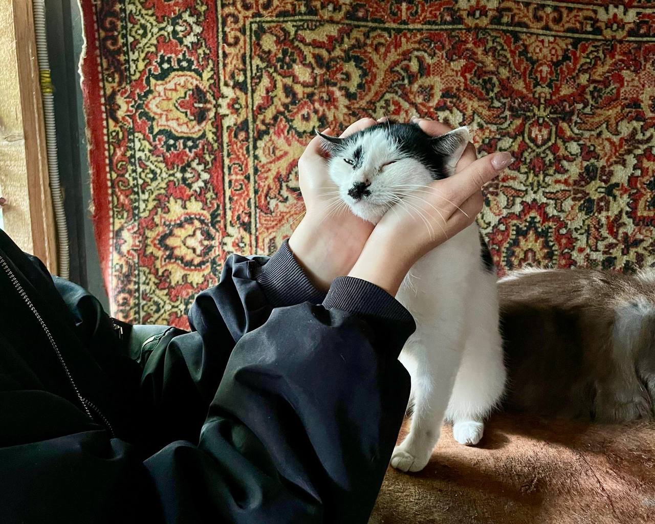 Акция «Корм в кошачий дом» Акция «Корм в кошачий дом»