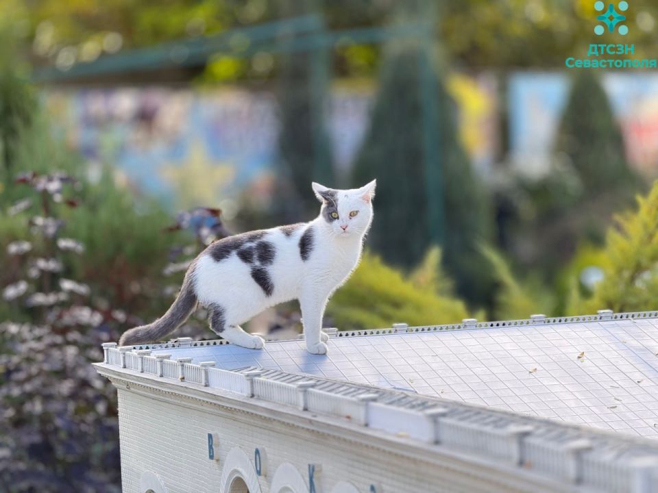 � ����������� ������������ �������� ����������� ��� ���������� ����-���������