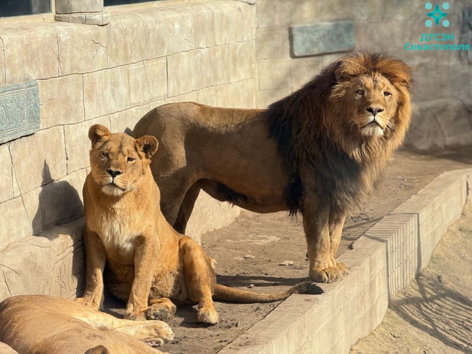 � ����������� ������������ �������� ����������� ��� ���������� ����-���������